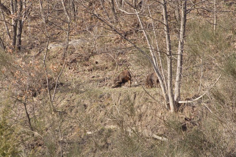 IL CINGHIALE